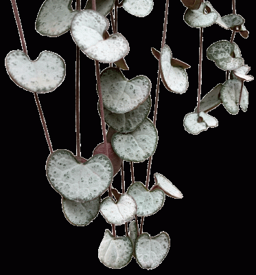 Ceropegia-Silver