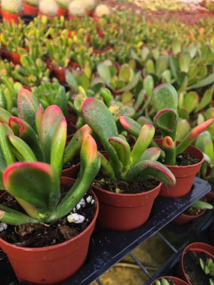 Crassula-ovata-Hobbit-Tricolor