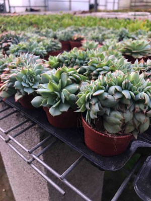 Echeveria-glauca-cristata2