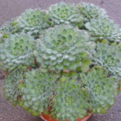 Echeveria-setosa-var.-ciliata4-250x250