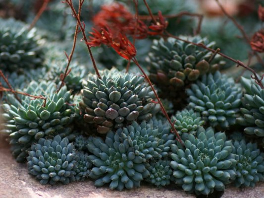 Echeveria-setosa-var.-deminuta-Firecracker-Plant1