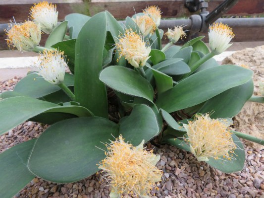 Haemanthus-albiflos-Paint-Brush2