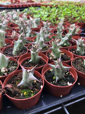Orbea-decaisneana-subs.-Hesperidum9
