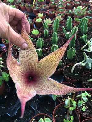 Orbea-gigantea-pallida