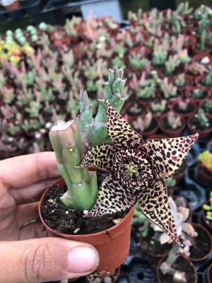 Orbea-variegata2