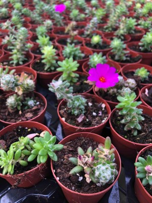 Portulaca-werdermannii