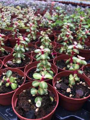 Portulacaria-afra-Medio-picta