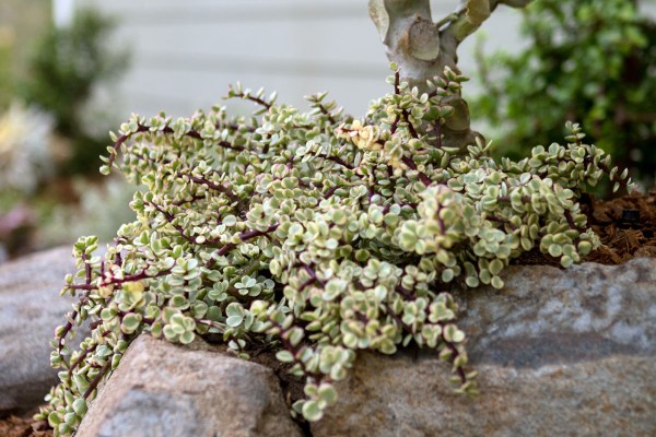 Portulacaria-afra-variegata_Web