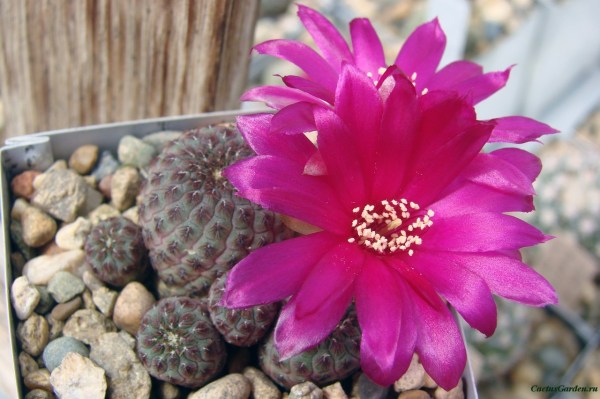 Sulcorebutia_rauschii222