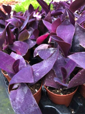 Tradescantia-pallida-Purpurea