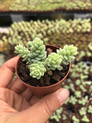 sedum-dasyphyllum-major1